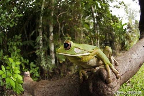 吃瓜蛙PRO,揭秘娱乐圈幕后真相，带你走进明星生活
