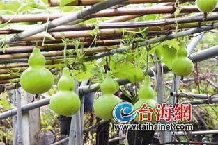 吃葫芦瓜的大妈,葫芦瓜大妈的美食故事