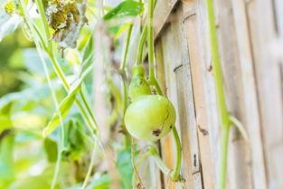 吃葫芦瓜的大妈,葫芦瓜大妈的美食故事