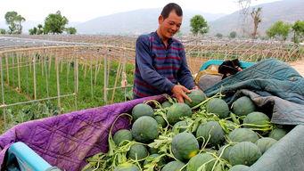 乔庙镇吃瓜,夏日炎炎，吃瓜群众欢乐多