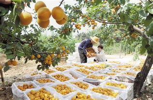 方城袁店吃瓜,夏日吃瓜盛宴，感受乡村生活魅力