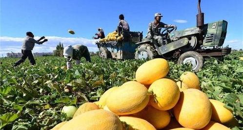 扬瓜可以怎么吃