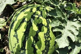 北慕吃瓜,揭秘娱乐圈那些不为人知的幕后故事