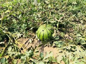 北慕吃瓜,揭秘娱乐圈那些不为人知的幕后故事