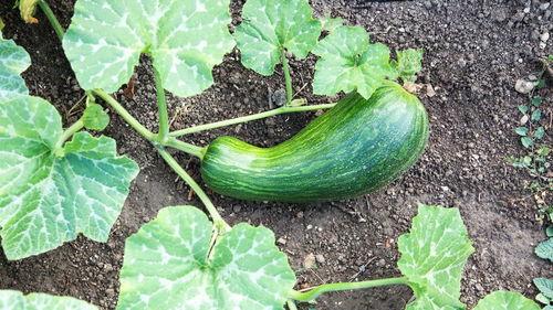 瓠瓜一瓜两吃是什么菜图片,创意家常菜图鉴