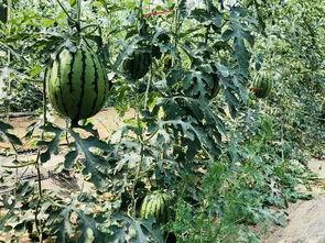 北慕吃瓜,揭秘娱乐圈那些不为人知的幕后故事