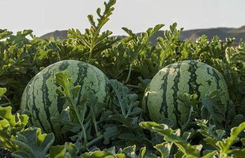 天津网红吃瓜,揭秘幕后故事与热门话题