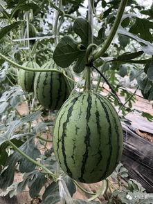 天津网红吃瓜,揭秘幕后故事与热门话题