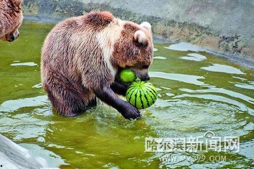 动物小熊吃瓜视频,瓜果乐园欢乐多