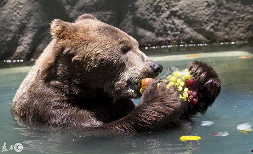 动物小熊吃瓜视频,瓜果乐园欢乐多
