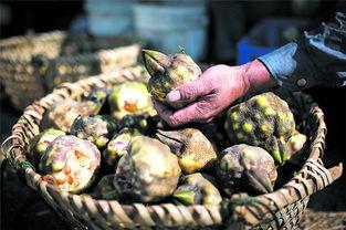 苏州狼人杀吃瓜,一场吃瓜群众的狂欢盛宴