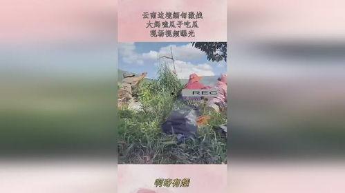 云南缅甸大妈吃瓜,跨国友谊在甜蜜中绽放