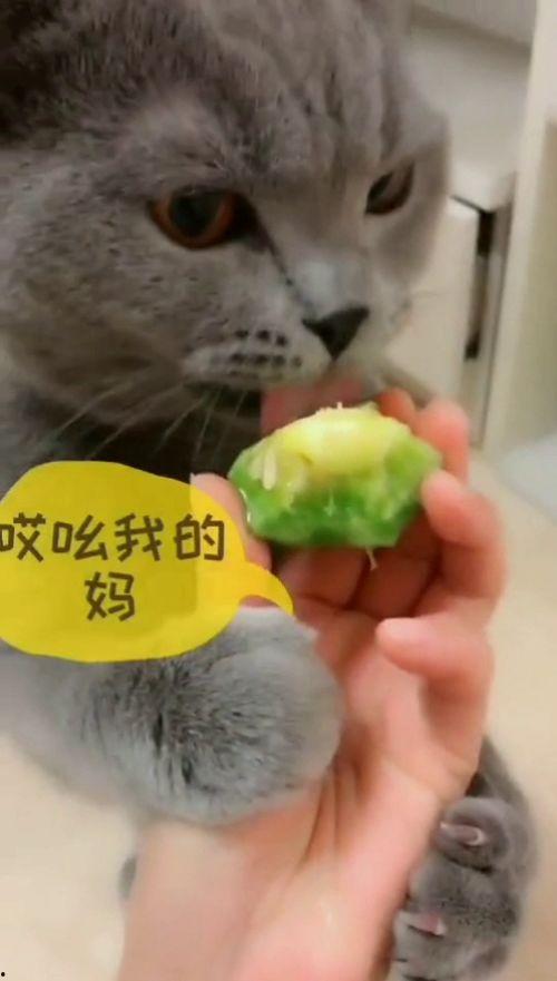 猫猫吃糖吃瓜,猫咪的糖瓜美食之旅