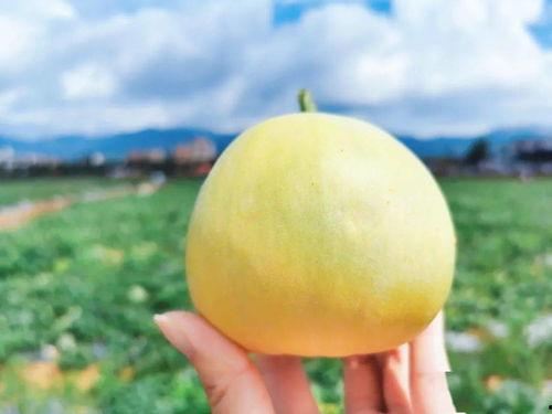 日本胡吃瓜,揭秘日本美食背后的文化风情